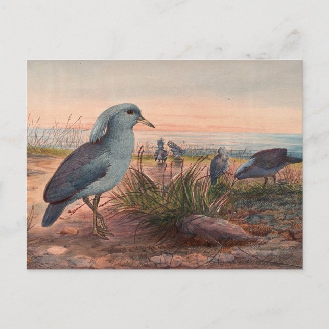 Carte Postale Le Kagu par Joseph Wolf (Devant)
