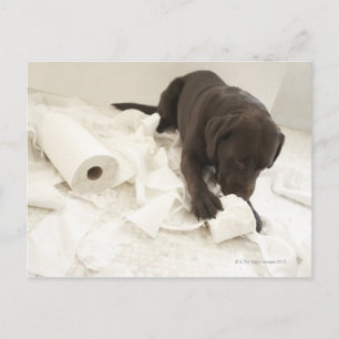 Carte Postale Le labrador brun chocolat.