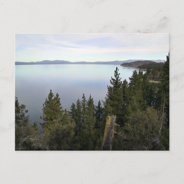 Carte Postale Le lac Tahoe avec pins (Devant)