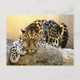 Carte Postale Le léopard d'Amur