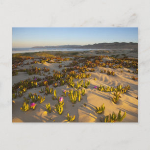 Carte Postale Le lever du soleil éclaire les dunes de sable et l