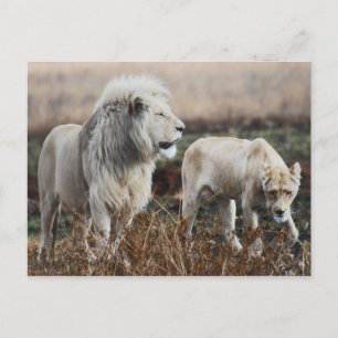 Carte Postale Le lion d'Afrique du Sud