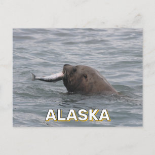 Carte Postale Le Lion De Mer Mange Un Saumon En Alaska