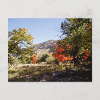 Carte Postale Le long de la route - Prairie