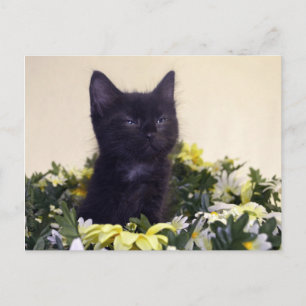 Carte Postale "Le Look" Kitten noir