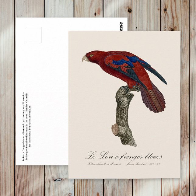 Carte Postale Le Lori a franges bleues (Long-Tailed Red Lory, Trichoglossus borneus. Postcard)
