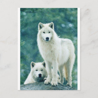 CARTE POSTALE LE LOUP BLANC