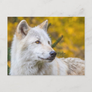 Carte Postale Le loup gris fait face au closeup sur le feuillage