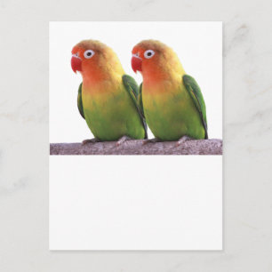 Carte Postale "Le Lovebird de Fischer"