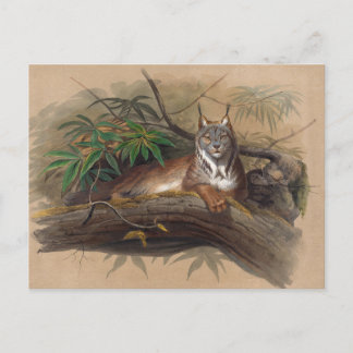 Carte Postale Le Lynx canadien par Joseph Wolf