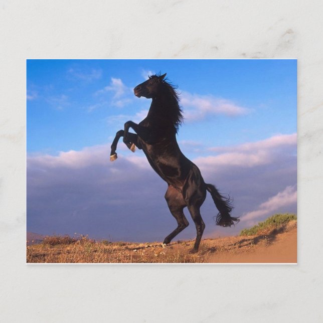 Carte Postale Le majestueux étalon noir (Devant)