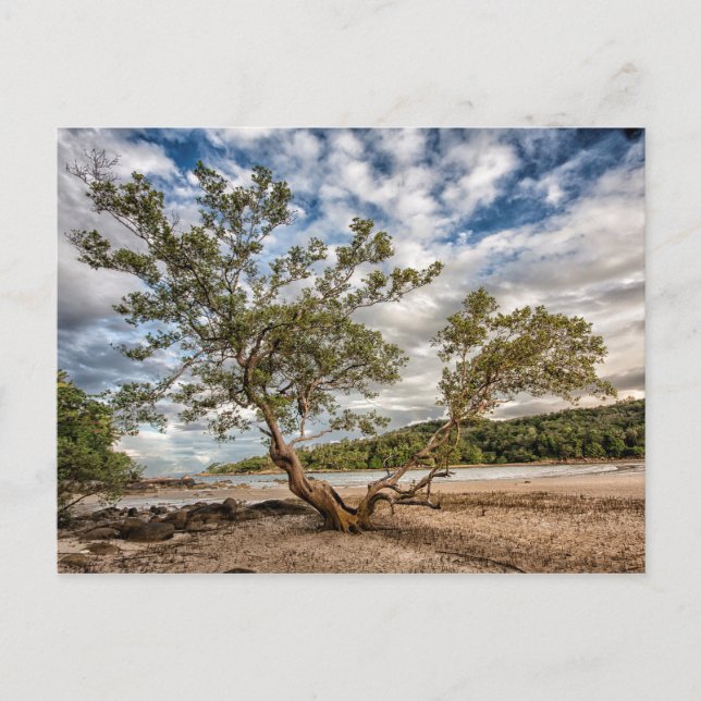 Carte Postale Le mangrove (Devant)