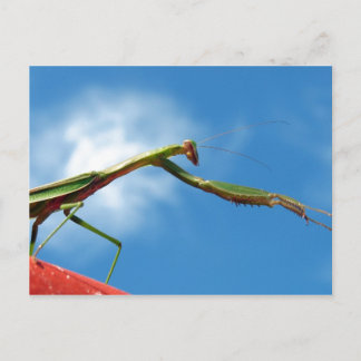 Carte Postale Le Mantis