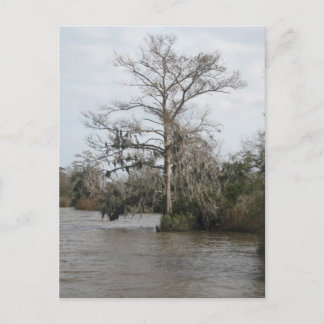 Carte Postale Le marais de la Géorgie