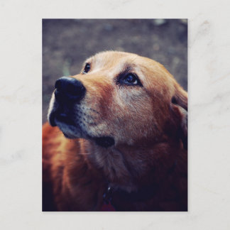 Carte Postale Le meilleur ami de l'homme