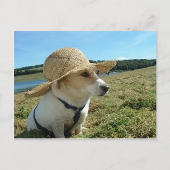 Carte Postale Le mignon Jack Russell portant un casquette solair (Devant)