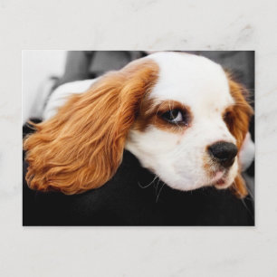 Carte Postale Le mignon roi Charles Spaniel