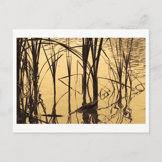 Carte Postale le miroir est un menteur (Devant)