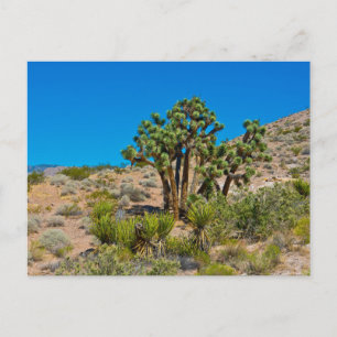 Carte Postale Le Monument national de Gold Butte