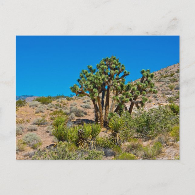 Carte Postale Le Monument national de Gold Butte (Devant)
