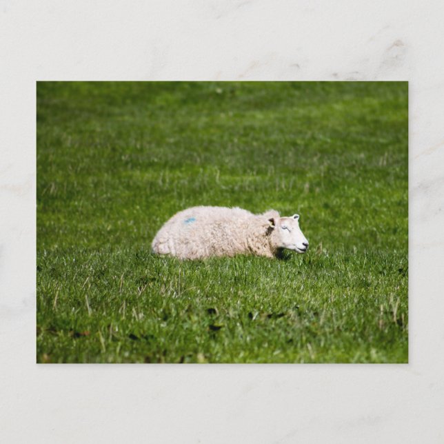 Carte Postale Le mouton dans le Yorkshire Dales (Devant)