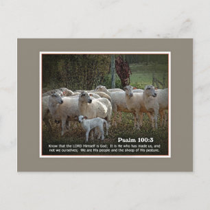 Carte Postale Le mouton de ses écritures