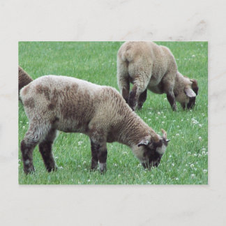 Carte Postale Le Mouton du Mont Vernon...