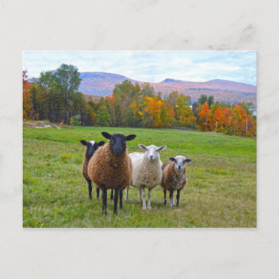 Carte Postale Le mouton du Vermont en automne