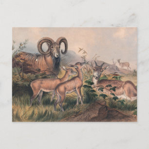Carte Postale Le mouton sauvage de Vigne par Joseph Wolf