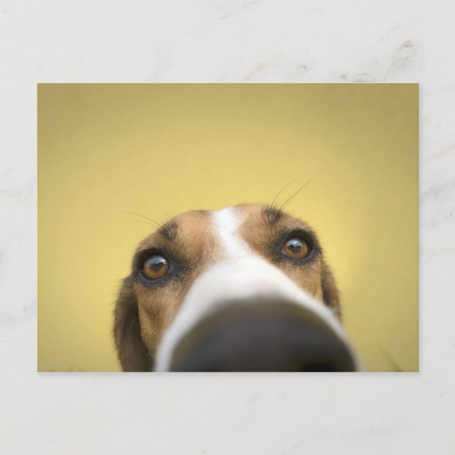 Carte Postale le nettoyeur de lentilles (Devant)