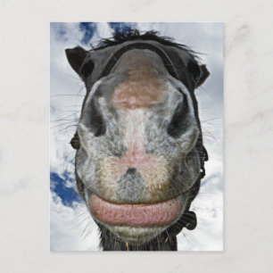 Carte Postale Le Nez Du Cheval Sait ! Drôle Cheval Souriant
