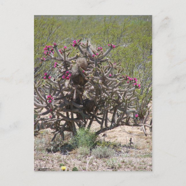 Carte Postale Le Nouveau Mexique Cholla in Bloom (Devant)
