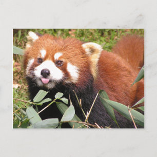 Carte Postale Le Panda Rouge Plucky Mange Du Bambou, Fait Un Vis