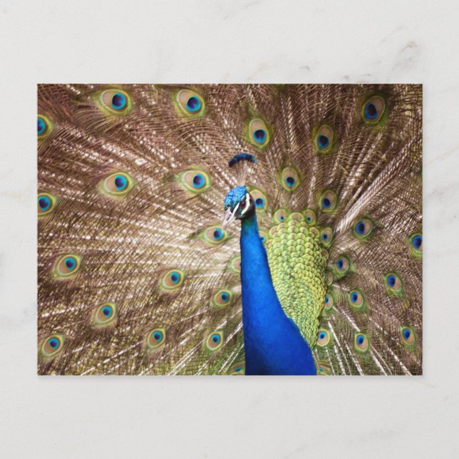 Carte Postale Le paon en plumage (Devant)
