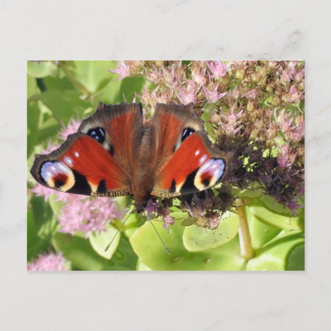 Carte Postale Le paon européen (Devant)