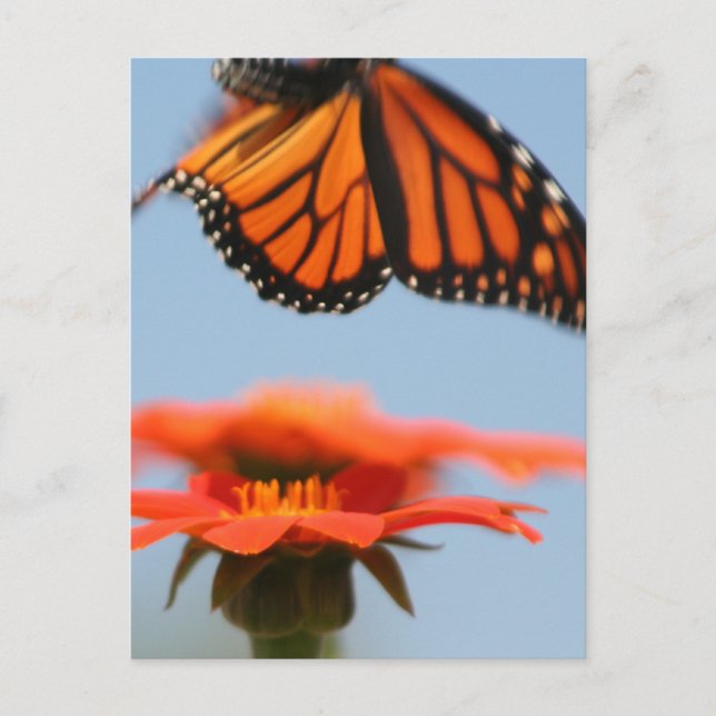 Carte Postale Le papillon Monarque prend son envol (Devant)