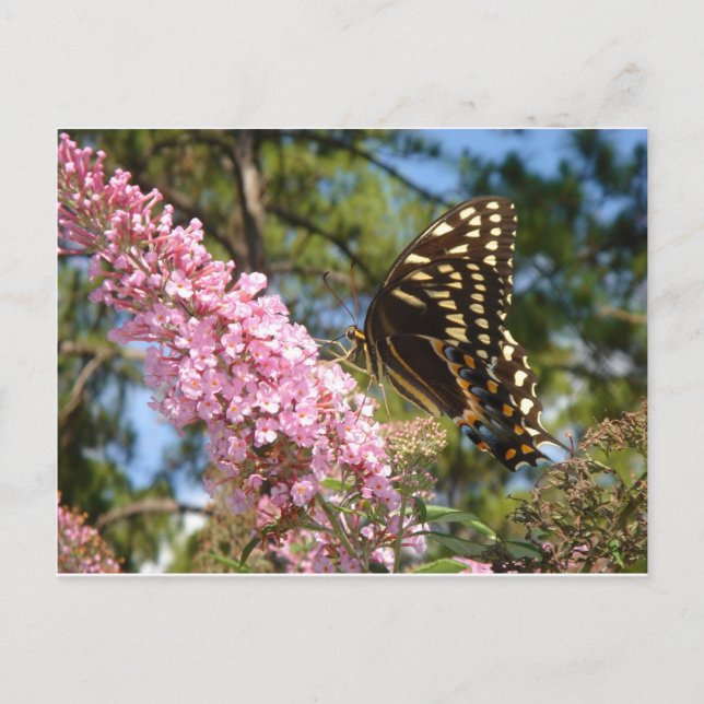 Carte Postale Le papillon parfait ! (Devant)