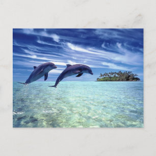 Carte Postale Le paradis des dauphins