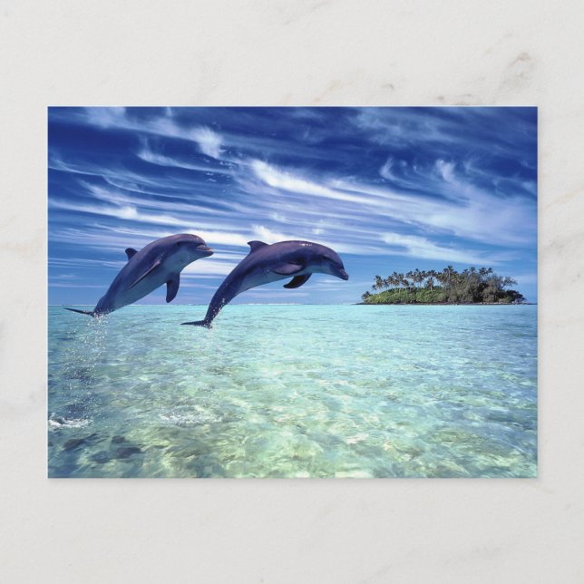 Carte Postale Le paradis des dauphins (Devant)