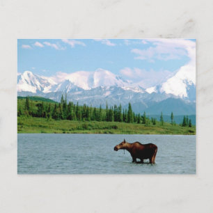 Carte Postale Le Parc national de Denali