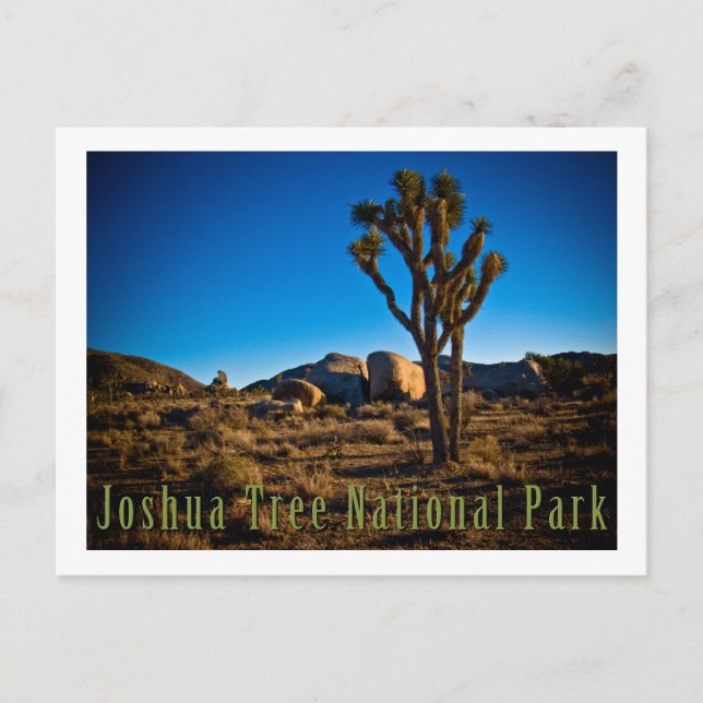 Carte Postale Le Parc national de Joshua Tree (Devant)
