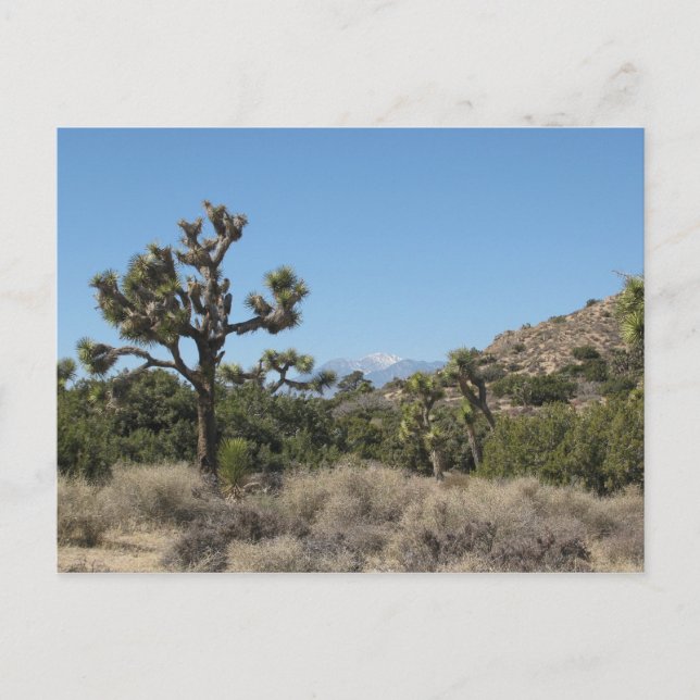 Carte Postale Le Parc national de Joshua Tree (Devant)