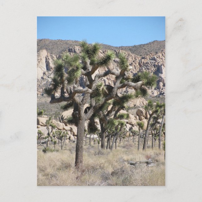 Carte Postale Le Parc national de Joshua Tree (Devant)