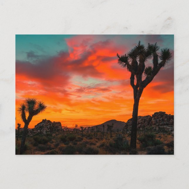 Carte Postale Le Parc national de Joshua Tree (Devant)