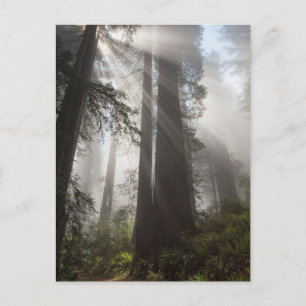 Carte Postale Le parc national de Redwood Californie