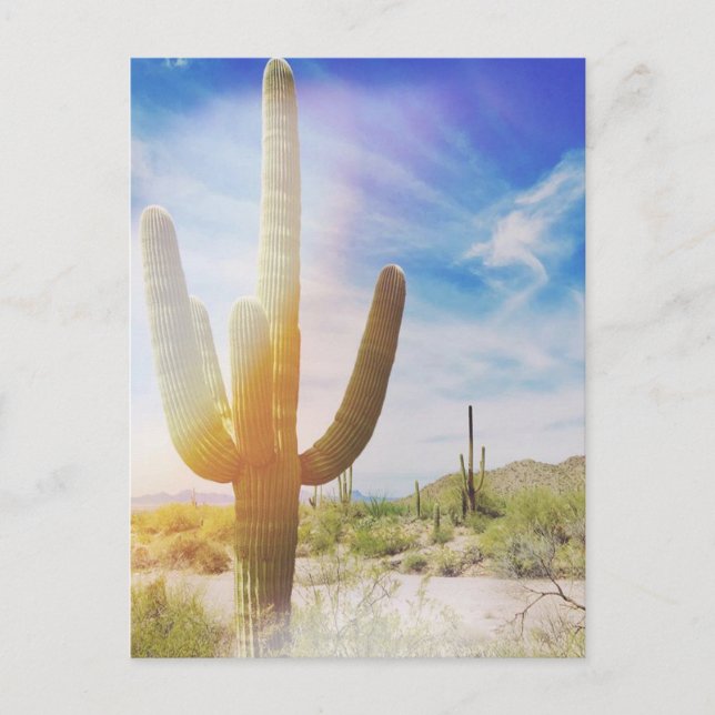 Carte Postale Le Parc national du Saguaro (Devant)