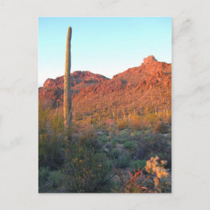 Carte Postale le parc national du saguaro
