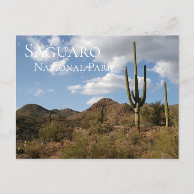 Carte Postale Le Parc national du Saguaro (Devant)