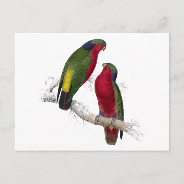 Carte Postale Le Parrakeet de Kuhl par Edward Lear (Devant)