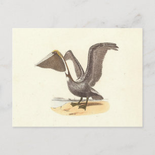 Carte Postale Le pélican Brown (Pelecanus occidentalis) NY Bird